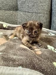Shelter Stray Female Cat last seen Near Market Street, San Diego, CA, 92102, 5500 Gaines St, San Diego, CA 92110, USA