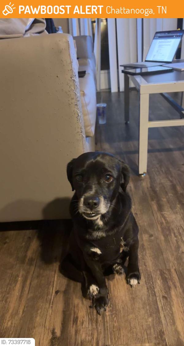 Found/Stray Unknown Dog last seen Douglas street, Chattanooga, TN 37403