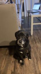 Found/Stray Unknown Dog last seen Douglas street, Chattanooga, TN 37403