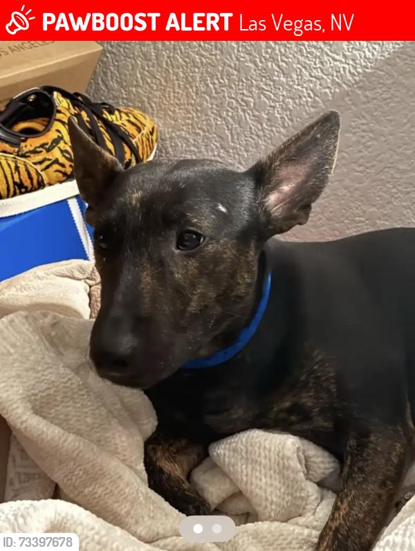 Lost Male Dog last seen Ft Apache and Flamingo, Las Vegas, NV 89147