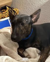 Lost Male Dog last seen Ft Apache and Flamingo, Las Vegas, NV 89147
