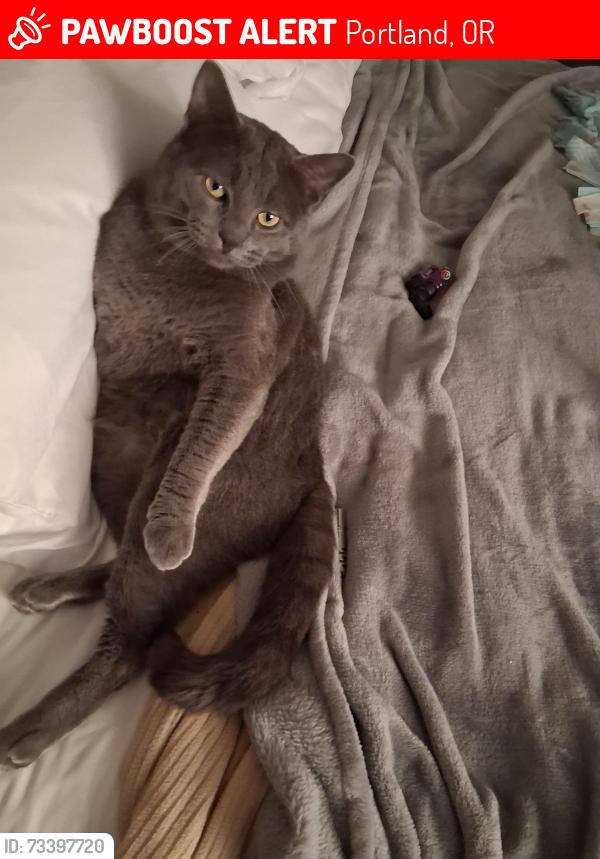 Lost Male Cat last seen Holiday inn, Portland, OR 97203