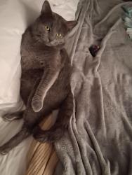 Lost Male Cat last seen Holiday inn, Portland, OR 97203