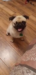 Lost Female Dog last seen Rushmore drive, Watonga, OK 73772