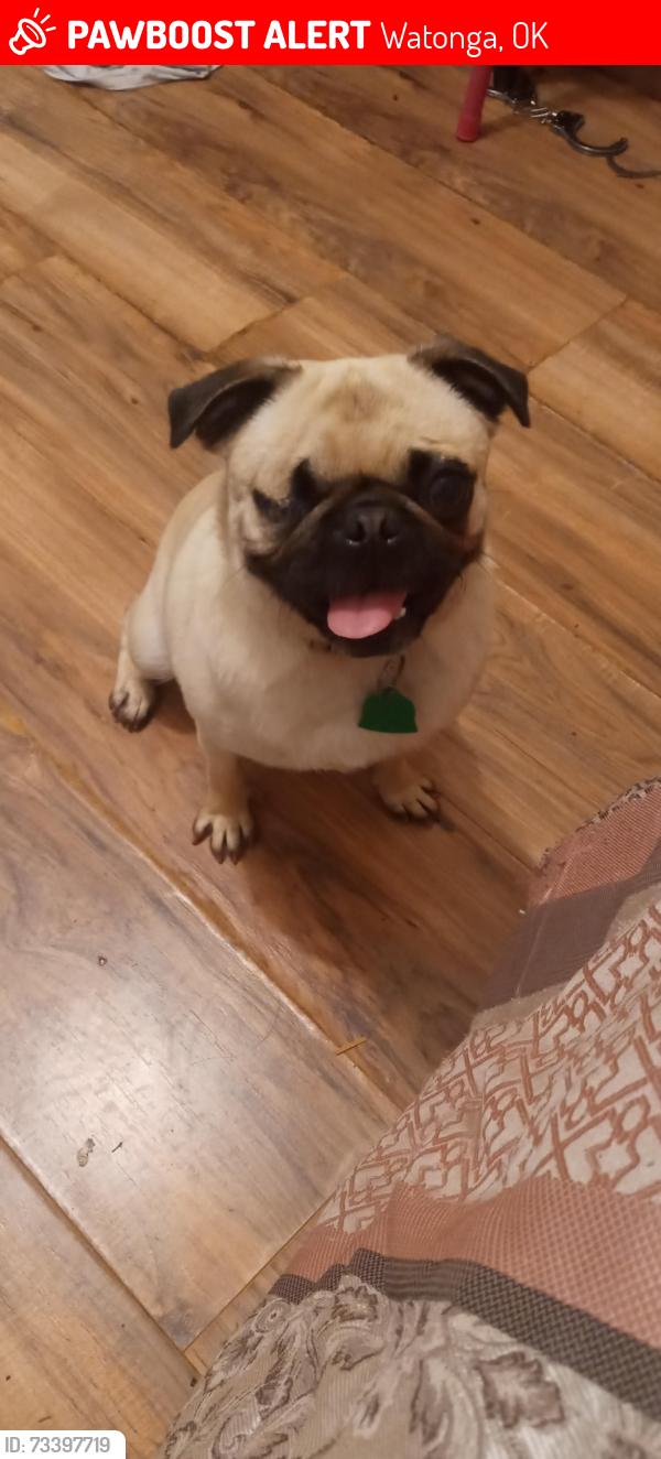 Lost Female Dog last seen Rushmore drive, Watonga, OK 73772