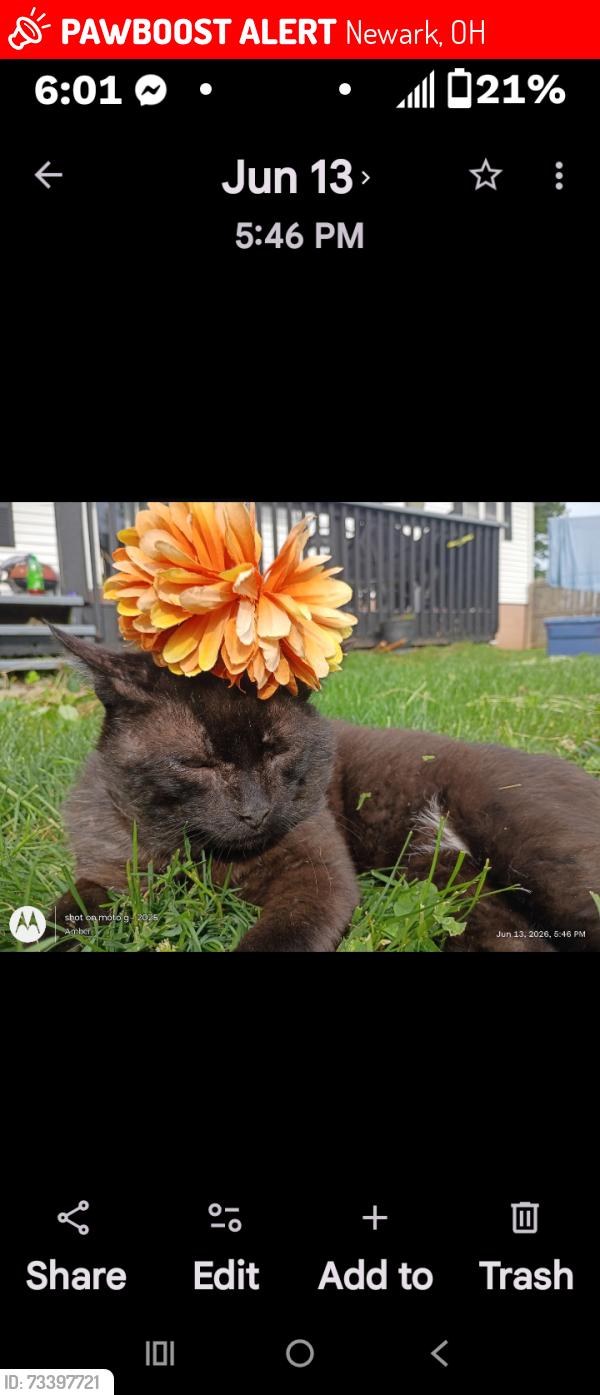 Lost Male Cat last seen Gregory drive and Brenton Dr Newark Ohio 43055, Newark, OH 43055