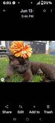 Lost Male Cat last seen Gregory drive and Brenton Dr Newark Ohio 43055, Newark, OH 43055