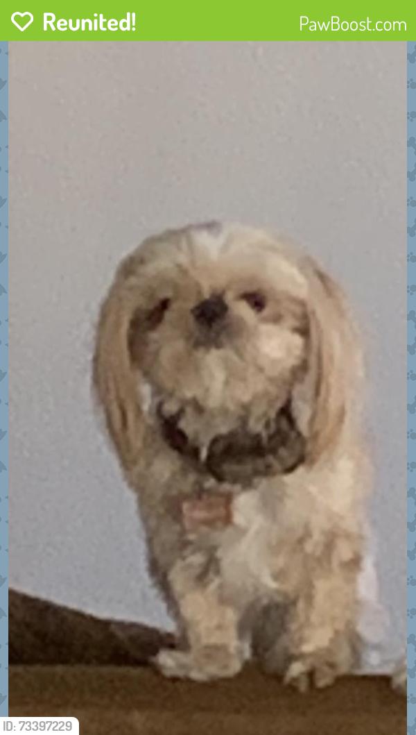 Reunited Male Dog last seen Columbine &85th ave, Peoria, AZ 85381