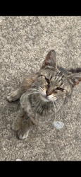 Lost Female Cat last seen Near Elsie Ave Sacramento, CA 95828 United States, Sacramento, CA 95828
