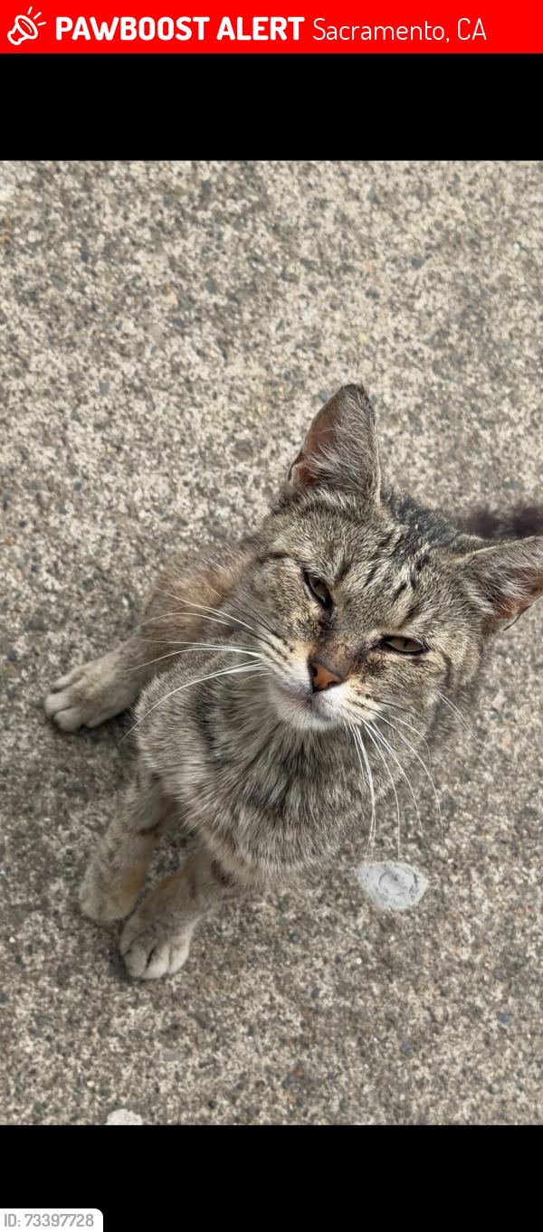 Lost Female Cat last seen Near Elsie Ave Sacramento, CA 95828 United States, Sacramento, CA 95828