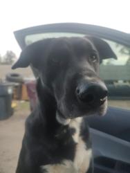 Lost Male Dog last seen Cemetery van Buren blvd Riverside, Riverside, CA 92504