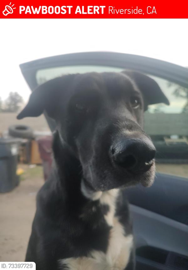 Lost Male Dog last seen Cemetery van Buren blvd Riverside, Riverside, CA 92504