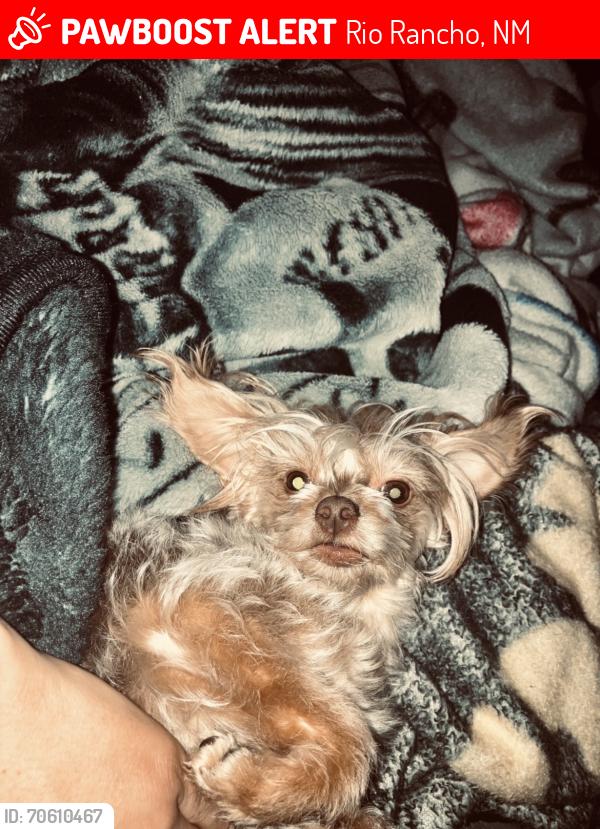 Lost Female Dog last seen Unser and paseo del valcon, Rio Rancho, NM 87144
