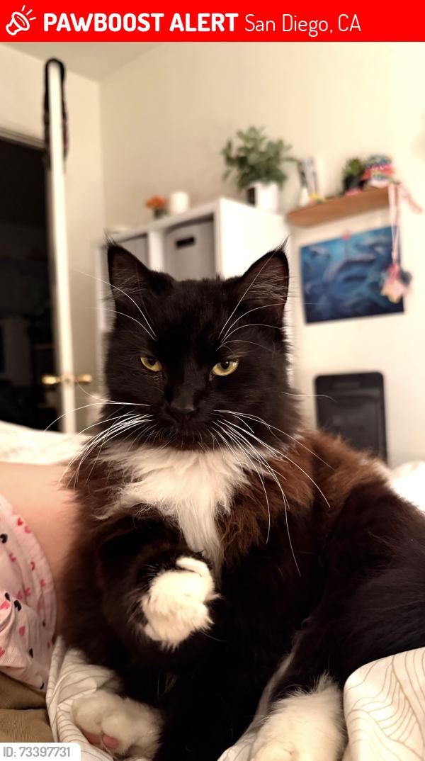 Lost Female Cat last seen carol st and 60th st near the crab pub, San Diego, CA 92115