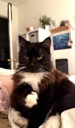 Lost Female Cat last seen carol st and 60th st near the crab pub, San Diego, CA 92115