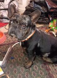 Lost Male Dog last seen Great highway and Kirkham Street, San Francisco, CA 94122