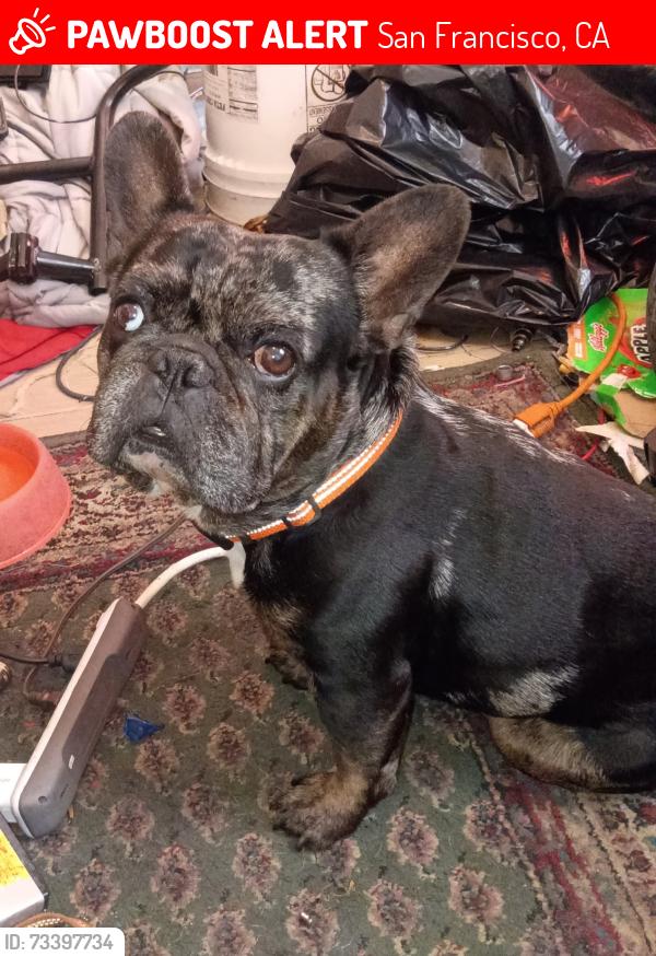 Lost Male Dog last seen Great highway and Kirkham Street, San Francisco, CA 94122