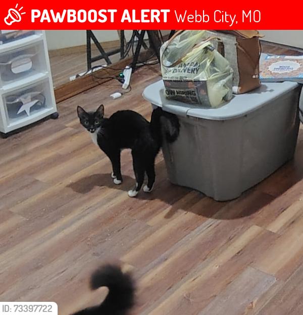 Lost Female Cat last seen Near cardinal stop gas station off main street in webb city mo, Webb City, MO 64870