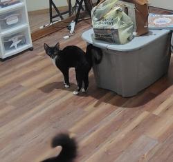 Lost Female Cat last seen Near cardinal stop gas station off main street in webb city mo, Webb City, MO 64870