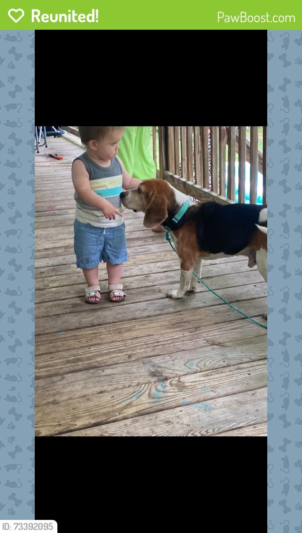 Reunited Male Dog last seen Rallos bar and grill signal mountain TN, Browns Chapel Rd, TN 37377