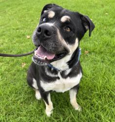 Shelter Stray Male Dog last seen Colony Road, La Mesa, CA, 91942, El Cajon, CA 92020, USA