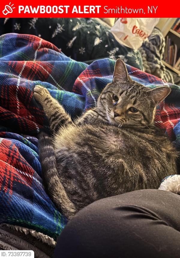 Lost Male Cat last seen Howell drive / rice lane, Smithtown, NY 11787