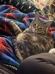 Lost Male Cat last seen Howell drive / rice lane, Smithtown, NY 11787