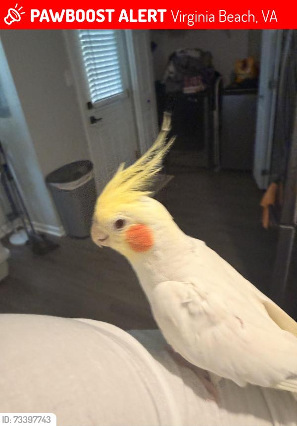 Lost Male Bird last seen Bonnie Road. Near inverness, Virginia Beach, VA 23451