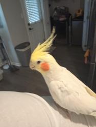 Lost Male Bird last seen Bonnie Road. Near inverness, Virginia Beach, VA 23451