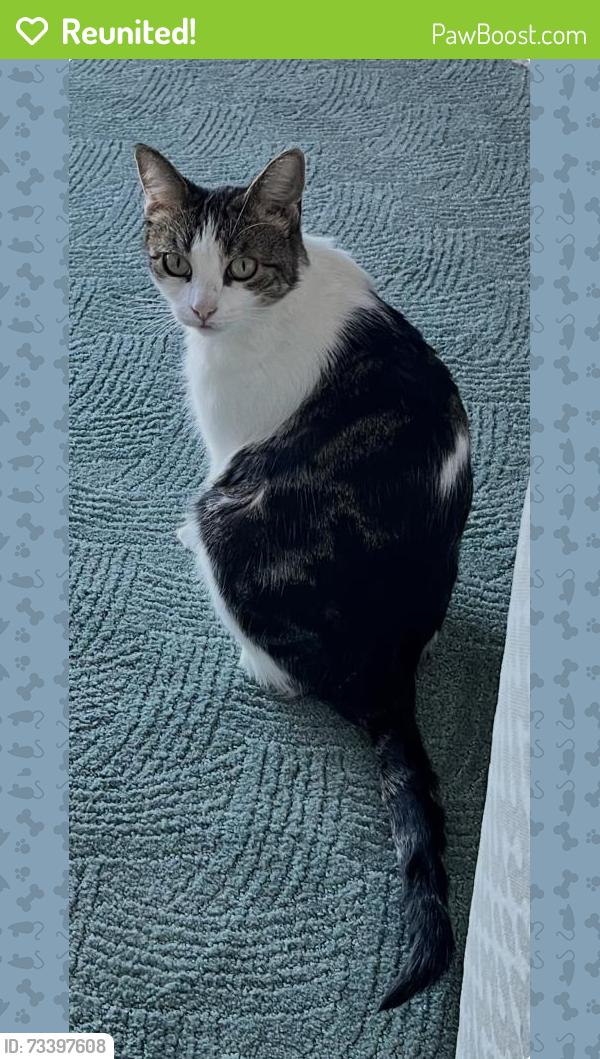 Reunited Female Cat last seen Glenwood cndmniums off Hercules Avenue and Village Parkway, Hercules, CA 94547