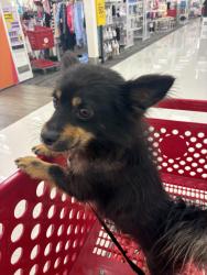 Lost Male Dog last seen Sprouts parking lot and is more the. Likely running around and scared, San Jose, CA 95110