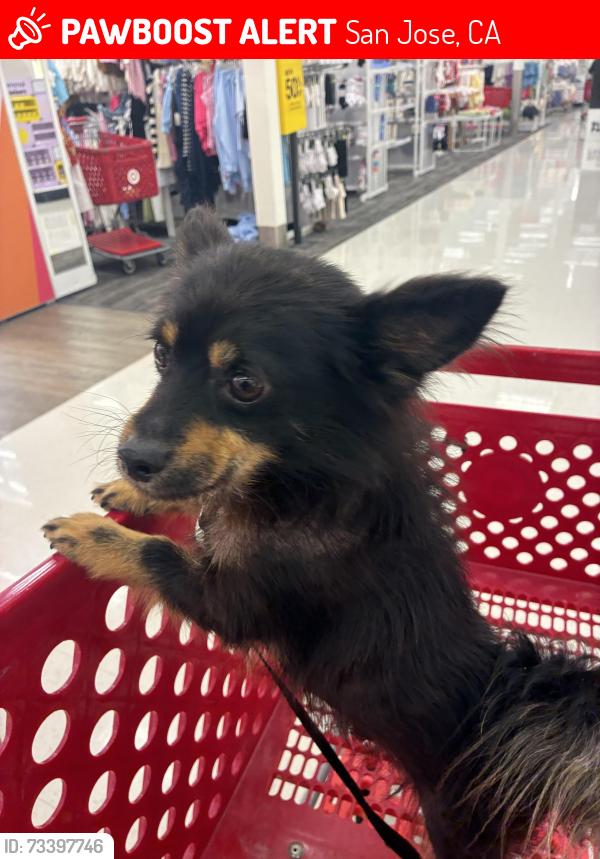 Lost Male Dog last seen Sprouts parking lot and is more the. Likely running around and scared, San Jose, CA 95110
