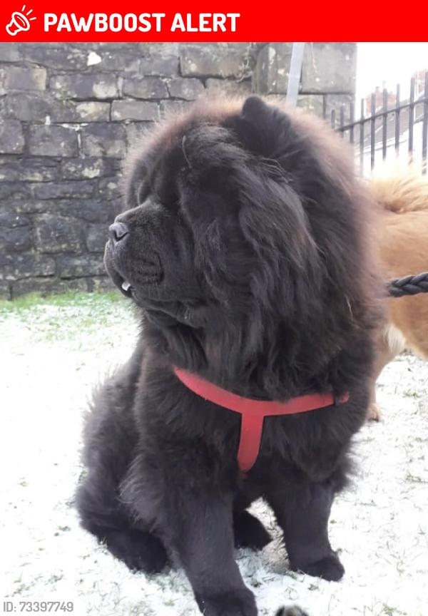 Lost Female Dog last seen Near Markby Road B18 4PR, West Midlands, England B18 4PR