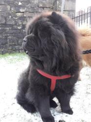 Lost Female Dog last seen Near Markby Road B18 4PR, West Midlands, England B18 4PR