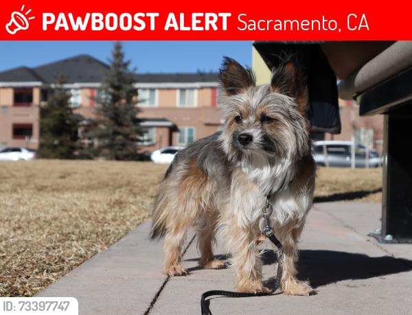Lost Male Dog last seen Fruitridge Rd., Sacramento, CA 95823