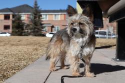 Lost Male Dog last seen Fruitridge Rd., Sacramento, CA 95823