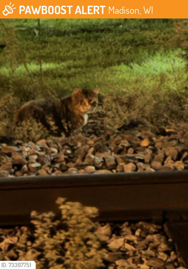 Found/Stray Unknown Cat last seen Along the train tracks on the capital city bike path next to address listed, Madison, WI 53704