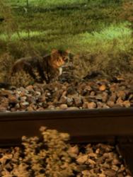Found/Stray Unknown Cat last seen Along the train tracks on the capital city bike path next to address listed, Madison, WI 53704