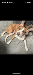 Lost Male Dog last seen 701s, Horry County, SC 29527
