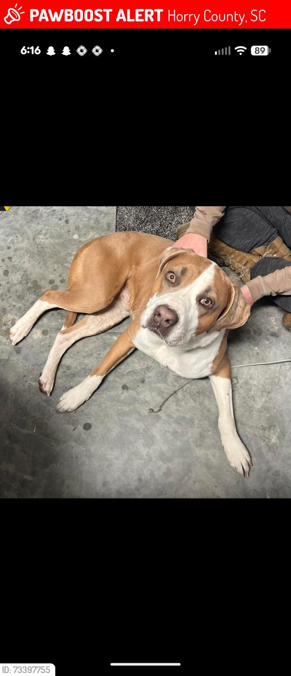 Lost Male Dog last seen 701s, Horry County, SC 29527