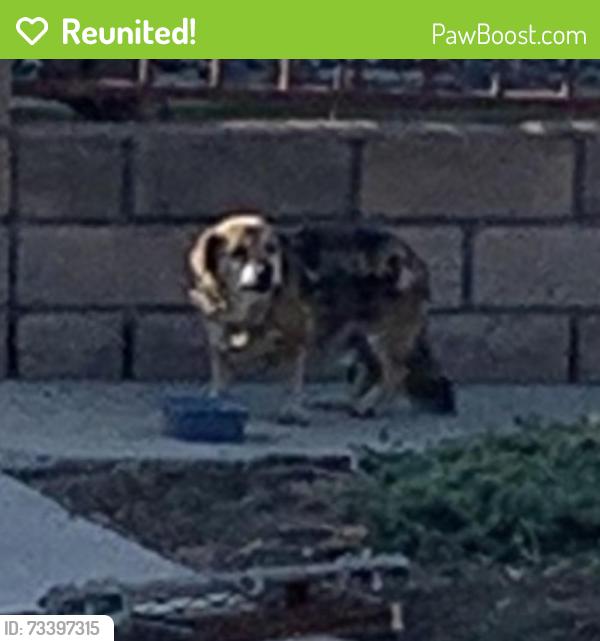Reunited Unknown Dog last seen Annadel Ave & Gravina St, Rowland Heights, CA 91748