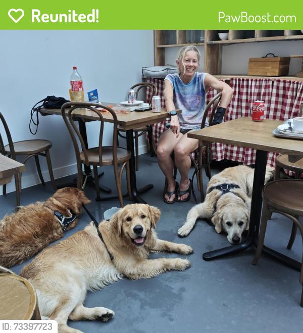 Reunited Male Dog last seen Running out of ingestre rd est, Greater London, England NW5 1XB