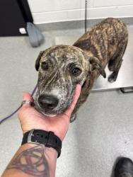 Shelter Stray Male Dog last seen , 5302 Stone St, Chattanooga, TN 37412, USA