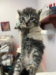 Shelter Stray Male Cat last seen Bexar County, 3353 Morningside Dr, New Braunfels, TX 78132, USA