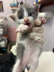 Shelter Stray Female Cat last seen Bexar County, 3353 Morningside Dr, New Braunfels, TX 78132, USA