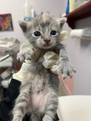 Shelter Stray Female Cat last seen Bexar County, 3353 Morningside Dr, New Braunfels, TX 78132, USA
