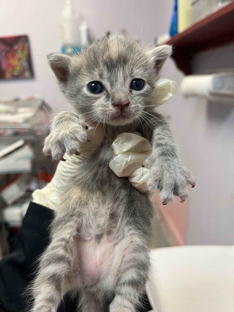 Shelter Stray Female Cat last seen Bexar County, 3353 Morningside Dr, New Braunfels, TX 78132, USA