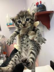 Shelter Stray Male Cat last seen Bexar County, 3353 Morningside Dr, New Braunfels, TX 78132, USA
