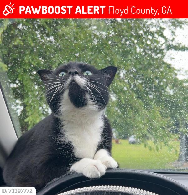 Lost Female Cat last seen Bethel Church Rd., Floyd County, GA 30173
