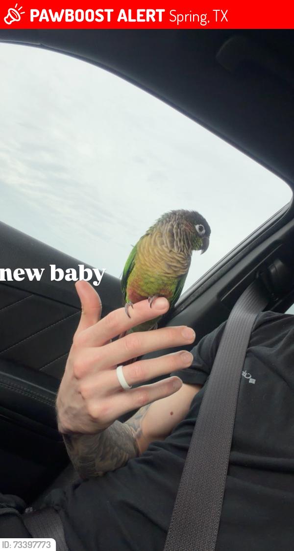 Lost Male Bird last seen fm 2920, spring stubebner, fall rd, Spring, TX 77388